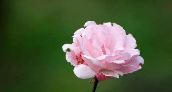以玫瑰花为主题的文章（玫瑰花语的世界）