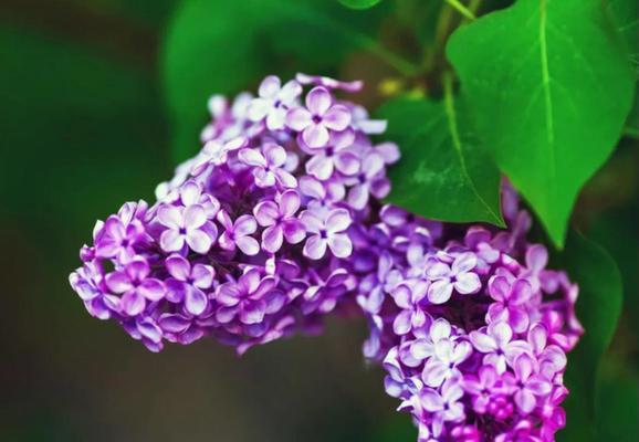 以康乃馨花语表达自爱自尊（用康乃馨传递自信和尊重的力量）