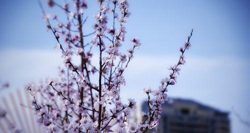 聆听之花(与康乃馨共同聆听世界的声音)