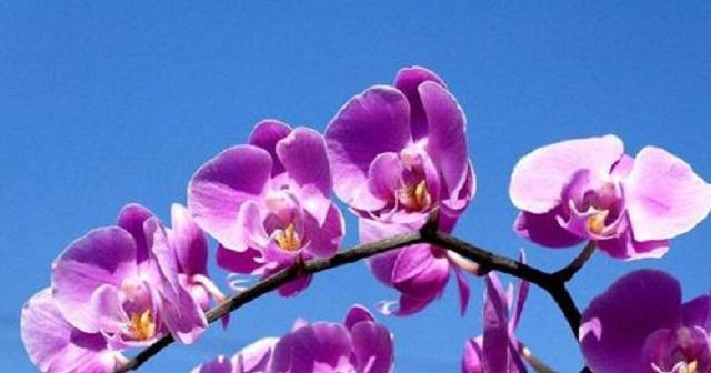 双生莲的花语与寓意（探寻双生莲的生命之美）