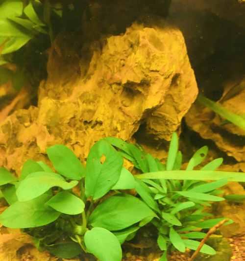 水草开花预示着什么?(探秘水草开花的象征意义)
