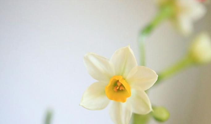 水仙花的花语及代表意义（探寻水仙花的美丽与深意）