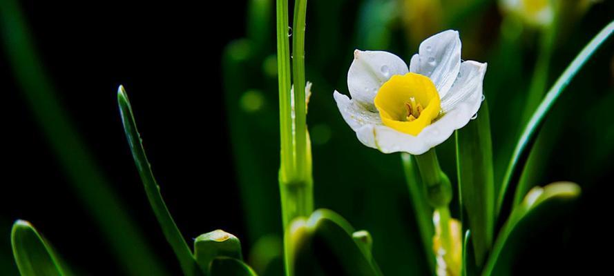 水仙花的美丽与寓意（探索水仙花的花语与代表意义）