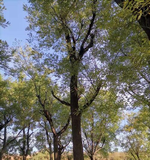 槐树种类大全（探秘各类槐树及其特点）
