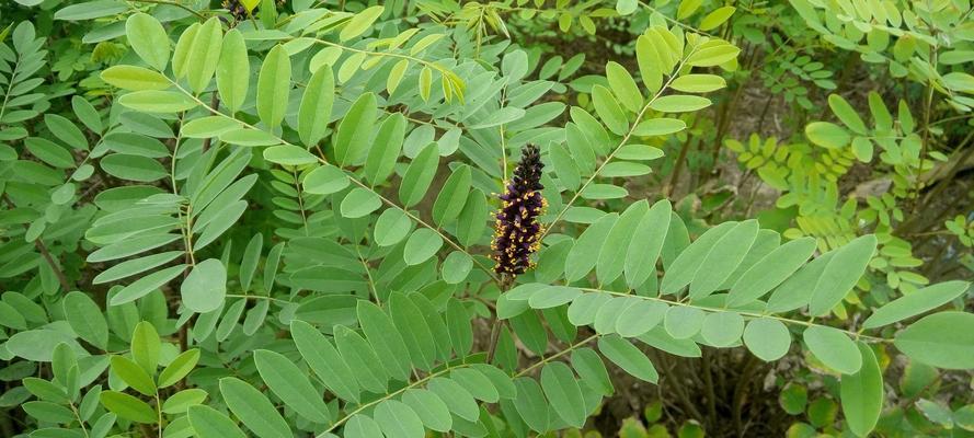 槐树种类大全（探秘各类槐树及其特点）
