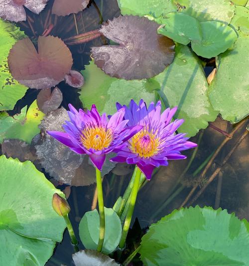 睡莲的花期及生长特点（探秘睡莲的生态习性，揭示睡莲花开的奥秘）