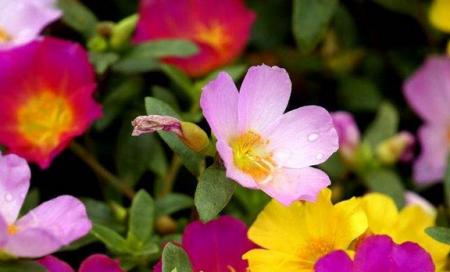 夏日宜眠花香相伴——适合夏眠的花卉品种推荐（清凉花中选，香气夜阑珊）