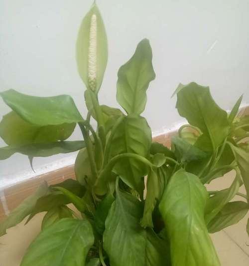 万年青开花的惊人之处（一种神奇的植物，不仅美丽，更能治病）