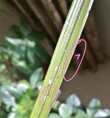 兰花叶子黑点病（兰花叶子黑点病的危害和防治）