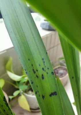 兰花叶子黑点病（兰花叶子黑点病的危害和防治）