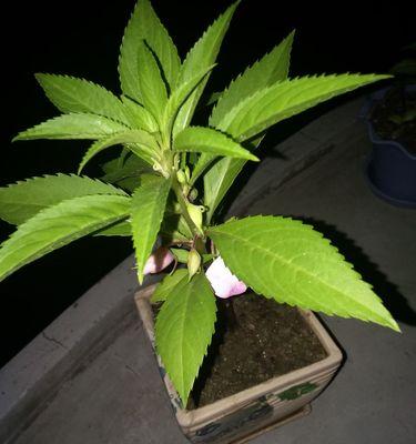 盆栽凤仙花种植指南（打造家居绿色风景，种出漂亮凤仙花）