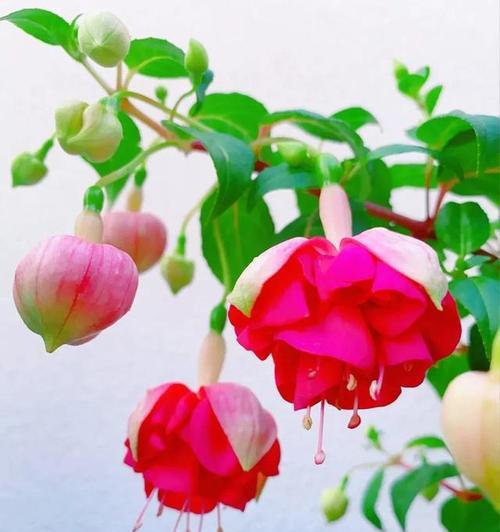 倒挂金钟开花时间与特点（探究倒挂金钟一年开几次花及其花期表现）