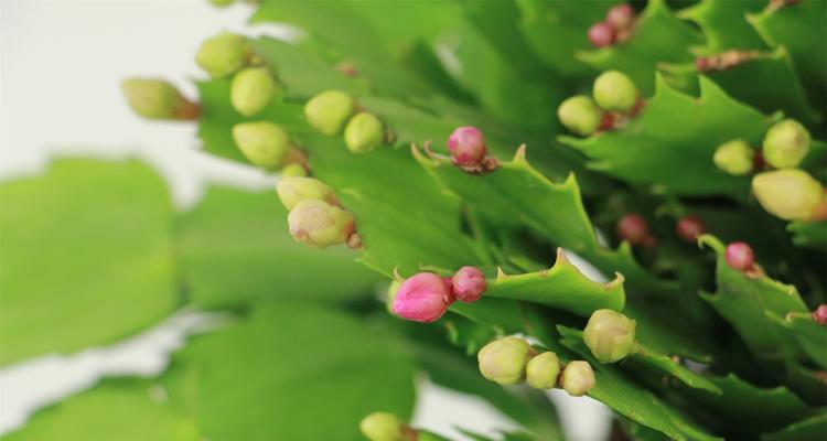 蟹爪兰开花前兆（揭秘蟹爪兰的开花预兆及育种技巧）
