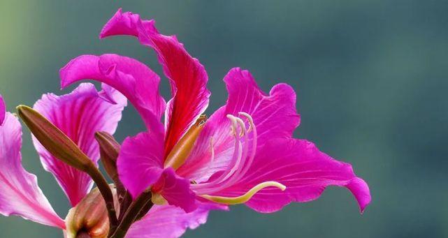 丁香和紫荆花的区别（从花色、形态、生长环境、寓意等方面解析）
