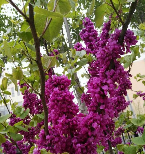 丁香和紫荆花的区别（从花色、形态、生长环境、寓意等方面解析）