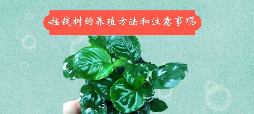 探秘植物钱兜的养殖方法（打造美丽家园的不二之选）