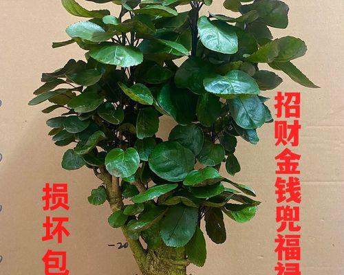 探秘植物钱兜的养殖方法（打造美丽家园的不二之选）