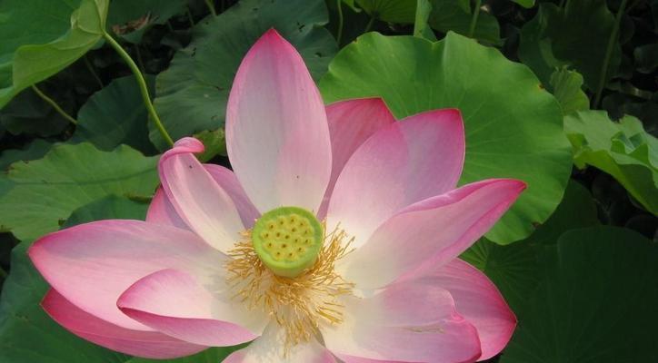 水莲花的养殖方法（打造清新水景香气四溢的水莲花池）