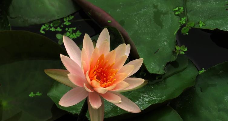水莲花的养殖方法（打造清新水景香气四溢的水莲花池）