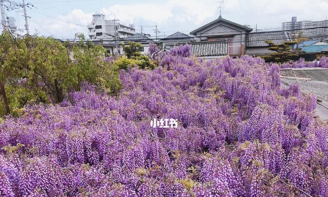 如何种植健康美丽的紫藤（紫藤栽培技巧与注意事项）