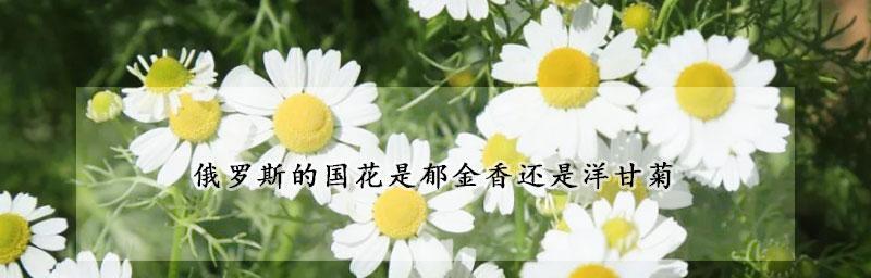 探秘俄罗斯的国花（了解俄罗斯国花的名称和特点）