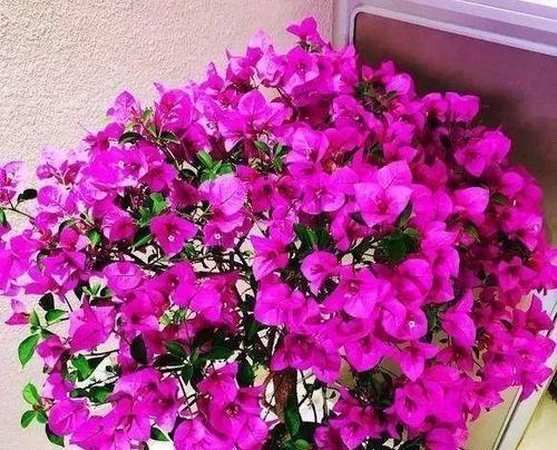 三角梅是酸性花还是碱性花？（科学解析三角梅的生长条件）