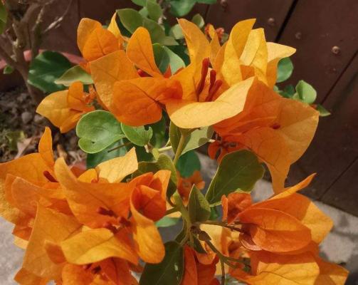三角梅是酸性花还是碱性花？（科学解析三角梅的生长条件）