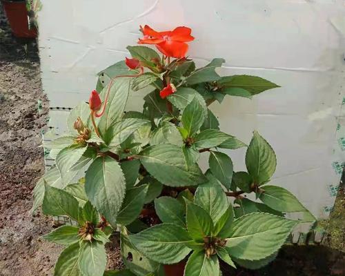 美丽的凤仙花——观赏与栽培（如何欣赏凤仙花的美丽？如何栽培凤仙花？本文给您解答。）