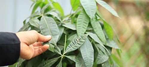 如何剪枝让发财树重新发放光芒（发财树剪枝全攻略，让你的植物重新繁茂起来！）