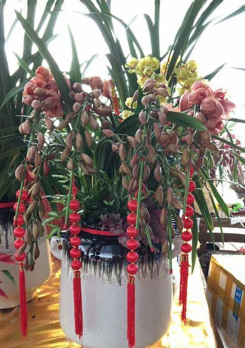大花蕙兰的养护之道（打造盆栽良品，享受自然芳香）