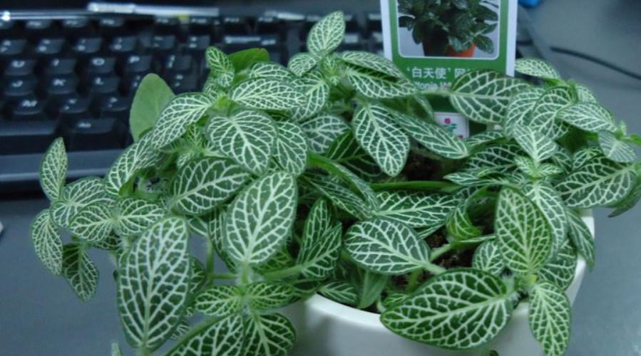 网纹草的种植和养护技巧（打造独具特色的庭院花园）