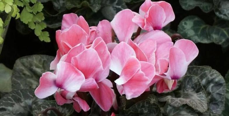 仙客来种子种植方法与注意事项（打造自己的仙客来花园，轻松做个种子专家）