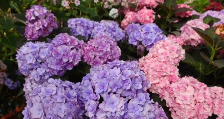 探秘绣球花色变的奥秘(解析绣球花的变色原因及影响因素,揭秘绣球花的颜色变化机理)