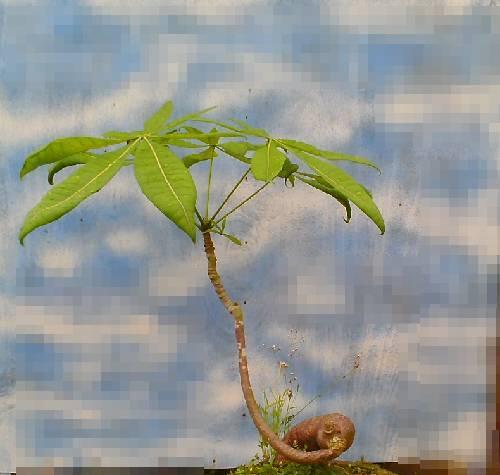 发财树的发芽过程详解（从种植到发芽，你需要知道的一切）