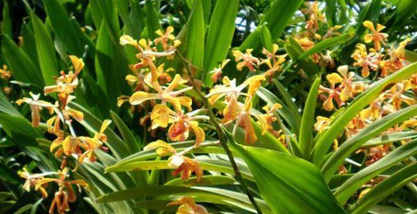 兰花种植与管理（探究兰花生长的条件和技术）