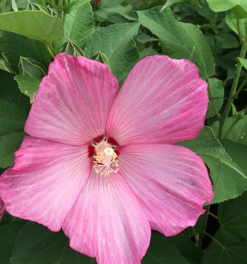 夏日花开（探寻炎热季节中的花海盛景）