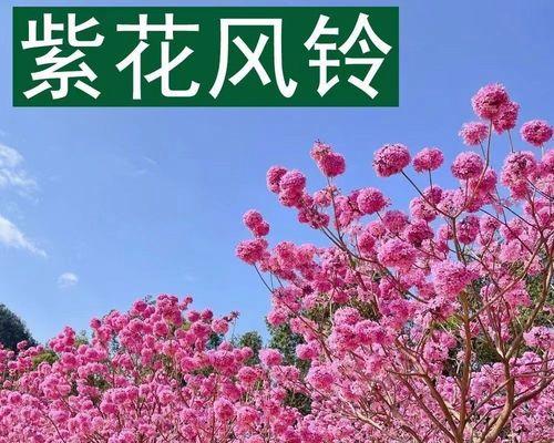 紫花风铃木的花期与生长特点（一株极具观赏价值的常绿灌木）