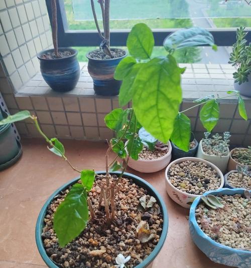 茉莉花叶子卷曲的原因及解决方法（了解茉莉花叶子卷曲的表现，找到解决方法）
