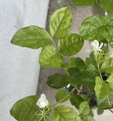 茉莉花叶子卷曲的原因及解决方法（了解茉莉花叶子卷曲的表现，找到解决方法）