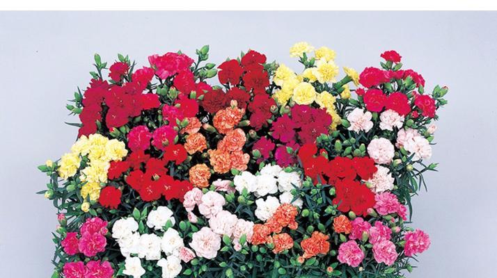 康乃馨种子的种植方法（从选种到护理，让你轻松种出美丽康乃馨）