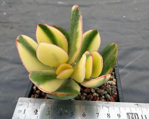 三色花月锦的种植方法（打造缤纷夏日花园，轻松掌握三色花月锦种植技巧）
