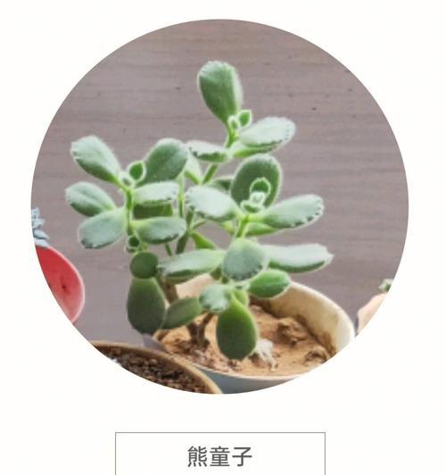 多肉植物养护指南（从新手到达专业——学习如何养活您的多肉植物）