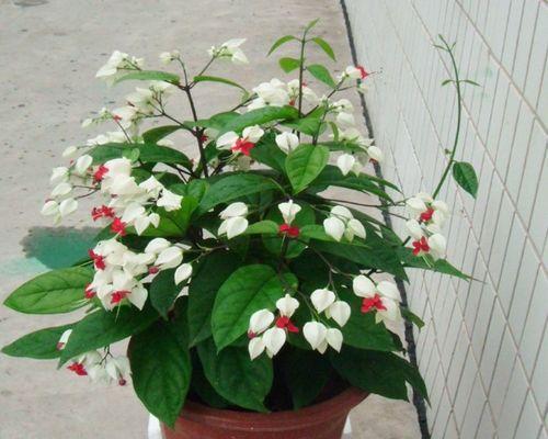 常见花卉木本植物全解析（了解这些植物，打造自己的花园天地）