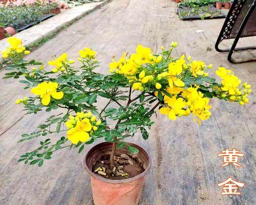 常见花卉木本植物全解析(了解这些植物,打造自己的花园天地)