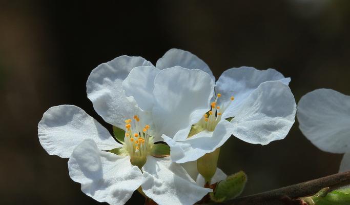 常见花卉木本植物全解析（了解这些植物，打造自己的花园天地）