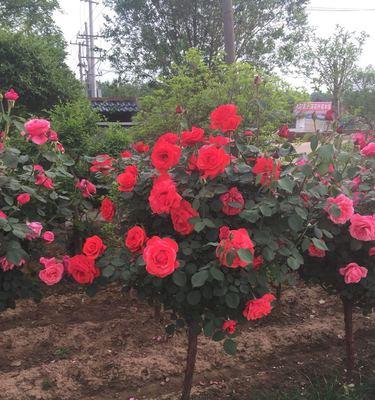 如何进行月季花的整形修剪（打造美丽的花园，从月季花开始）