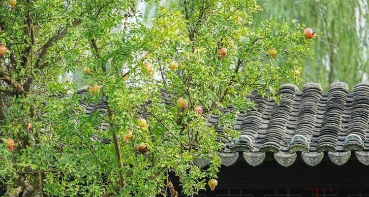 房前屋后，种什么树？（为你的家庭打造健康环保的绿色居所）