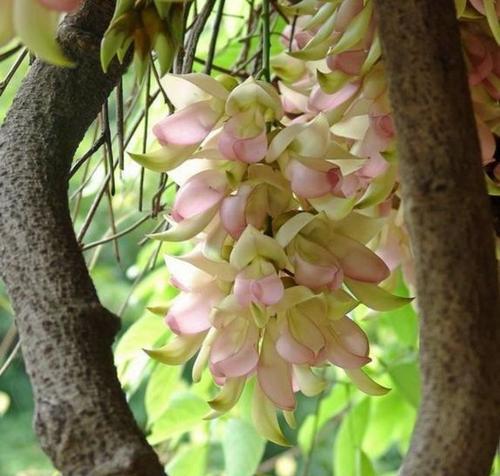 探索藤本植物的奇妙世界（从适应性到繁殖，解密藤本植物的生命密码）