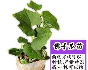 如何种植健康美味的佛手瓜（掌握佛手瓜的生长技巧，让你轻松享受美味果实）