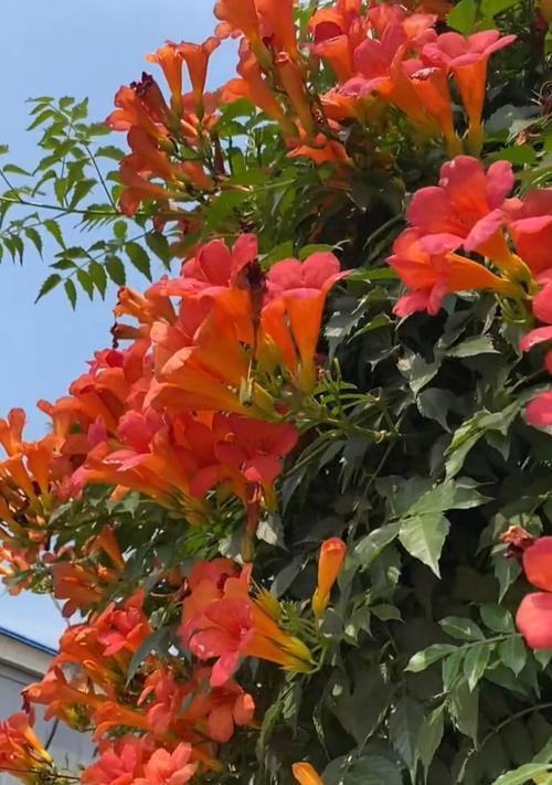 如何正确移栽凌霄花？（凌霄花移栽方法详解，让你轻松栽出美丽花园。）